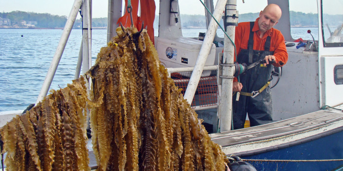 o-KELP-FARMING-facebook