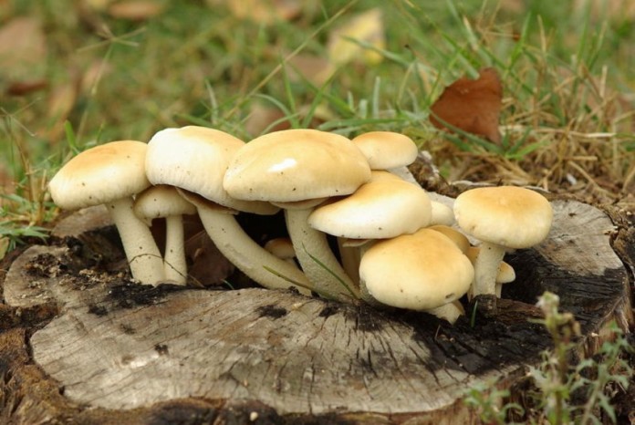mushroom pic