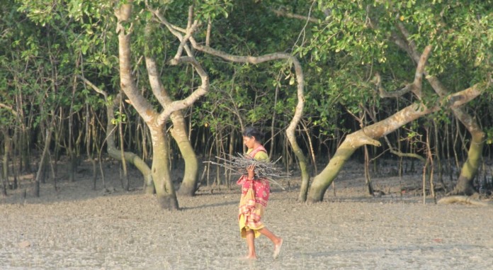 sundarbans