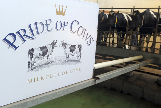 pride-of-cow