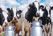 The Beginning of India’s Second White Revolution main-image