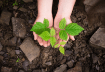 How Can India Boost Organic Farming in a Big Way organic farming