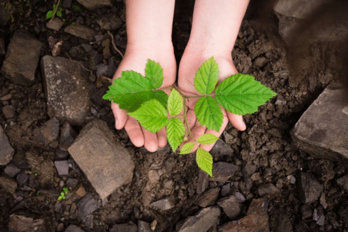 organic farming