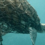 Fish Net Pollution