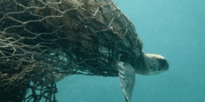 3 pic Fish Net Pollution