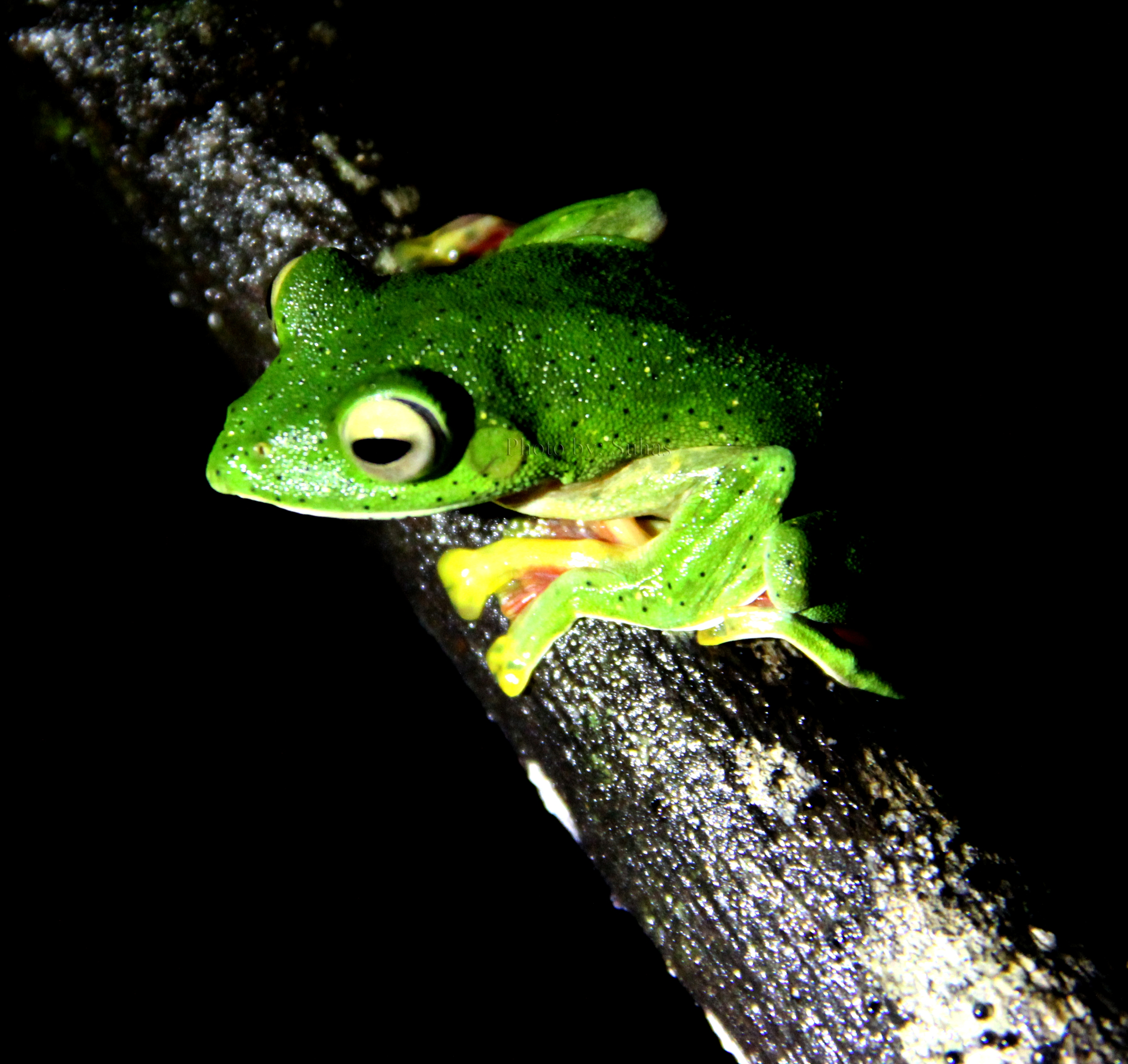 Malabar-Gliding-Frog