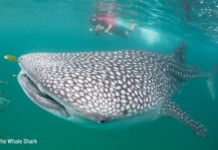 Tata Chemicals Rescues 803 Whale Sharks Whale Shark