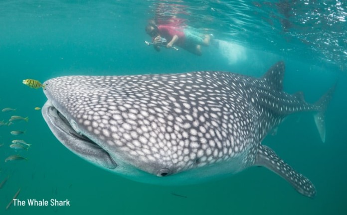 Whale Shark