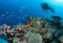 Tata Power to Adhere to Science Based Targets initiative The coral reef restoration