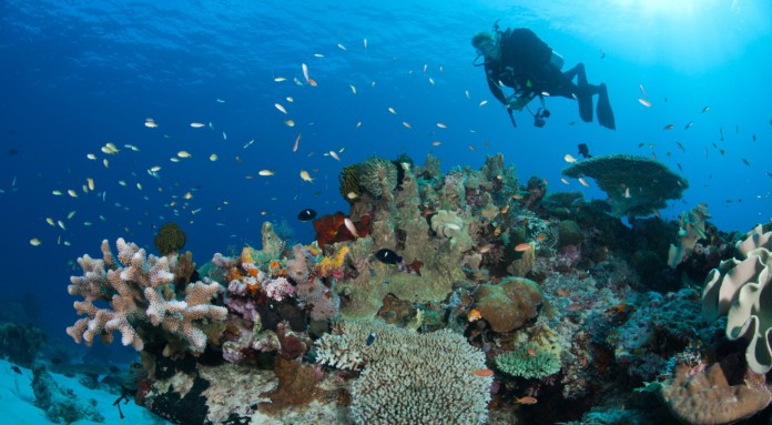 The coral reef restoration