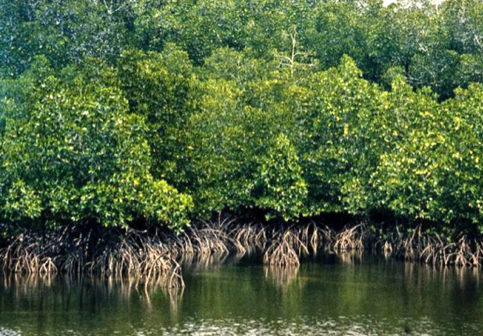 mangroves 1