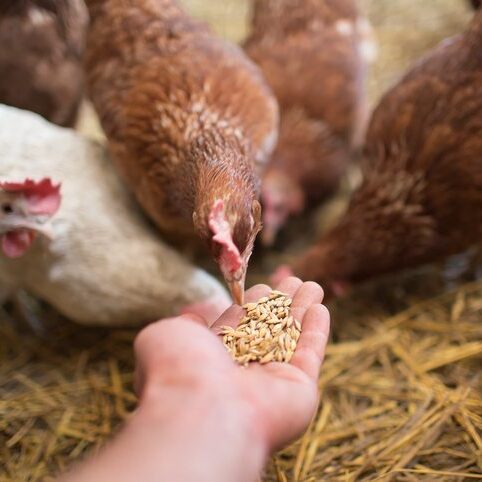 This Startup Wants to Redirect Your Food Waste to Feed Animals