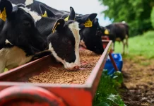 Food-to-Feed Firm Wastelink Raises Rs. 10 crores in Seed Funding food-waste-animal-feed