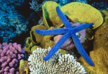 8 Good News for the Planet in 2022 great barrier reef
