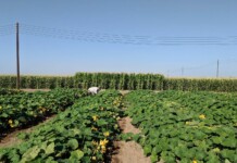 How AI Can Significantly Improve Farms’ 3Ps