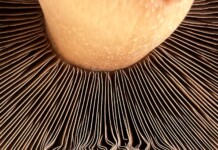 Mushroom Solution for Storing Renewable Power