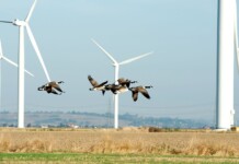 Sustainable Wind Turbines: Balancing Bird Protection and Agriculture