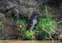 Why Wild Animals are Crucial for Wetlands