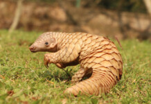 An Indian NGO Comes to the Rescue of Indonesia’s Pangolins