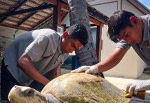 Four Seasons’ Maldives Takes Turtle Rehabilitation to Classrooms