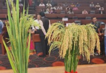 India Develops Climate-friendly Rice Varieties Using Gene Editing