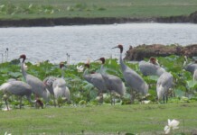 Sarus Crane Count Doubles in Gujarat