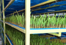 Is Hydroponics the Future of Indian Dairy?