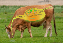 Common Sense Strategies to Reduce Methane Emissions from Cattle