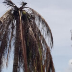 Rejuvenate Coconut Sector Now or Lose it Forever