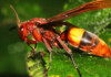 The Insect Muses That Have Shaped Our World