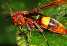 The Insect Muses That Have Shaped Our World