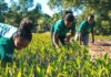 The Art of Using Carbon Finance for Big Social Impact