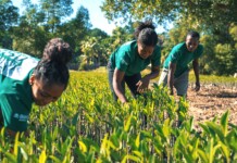 The Art of Using Carbon Finance for Big Social Impact