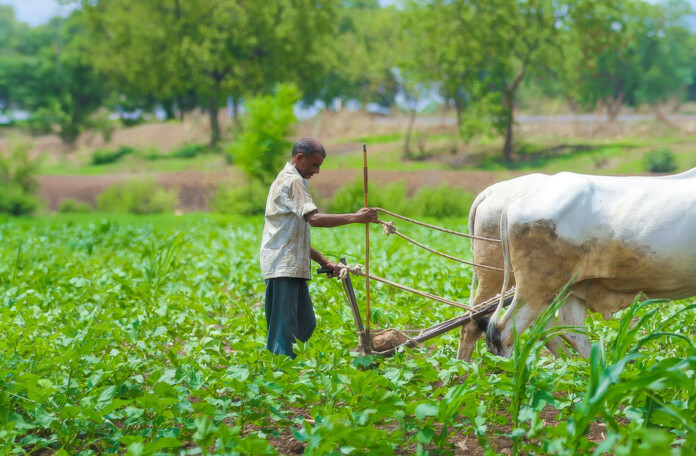 Farmer plowing